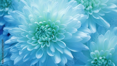 Blue-green chrysanthemum flower close-up. Macro shot. Summer and spring multi-color floral background.