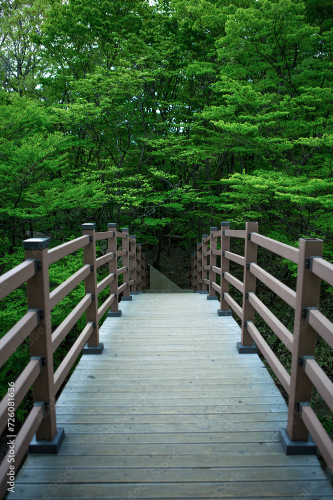 제주도, 사려니숲길, 올레길, 산책로, 여행, 다리