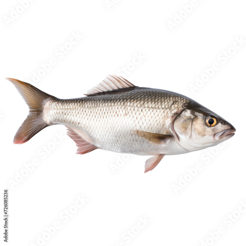 side view of a real fish on transparency background PNG photo