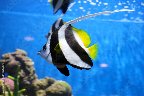 Schooling bannerfish in aquarium water photo