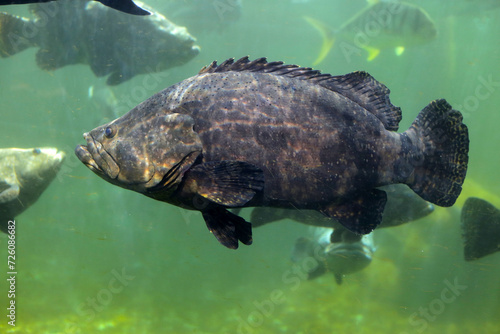 Giant grouper fish in aquarium water