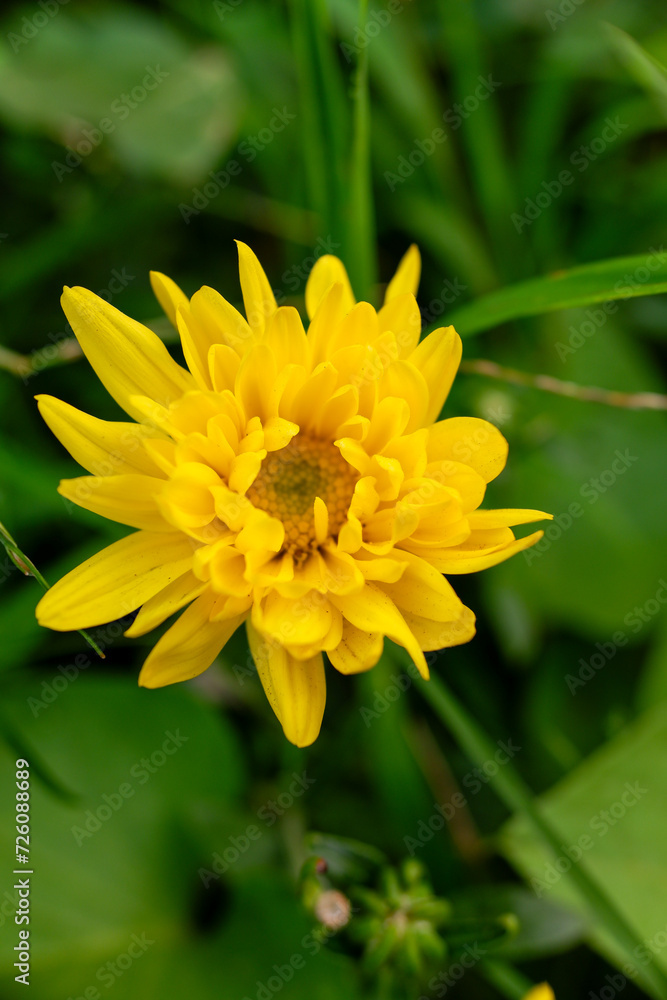 The yellow flowers from the Helianthus doronicoides plant blooming in the yard.