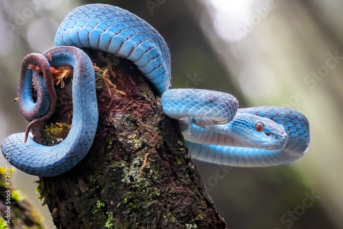 Trimeresurus Insularis or Blue Pit Viper usually founded in Indonesia tropical rain forests, especially in Nusa Tenggara Island. Venomous snake, yet beautiful to watch. photo