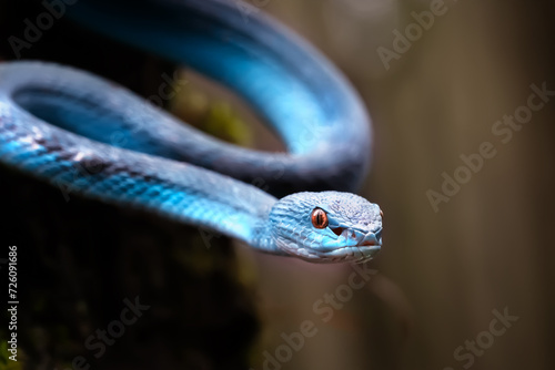 Trimeresurus Insularis or Blue Pit Viper usually founded in Indonesia tropical rain forests, especially in Nusa Tenggara Island. Venomous snake, yet beautiful to watch.