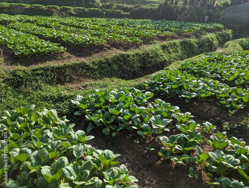 Pakcoy vegetable plants in the garden in the morning photo