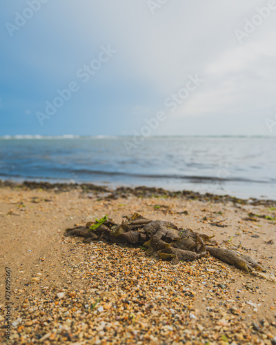 A tangled ribbon of seaweed washes ashore