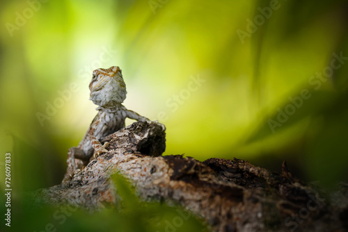 Exotic Bearded Dragon found in the wood  with beautiful skin pattern.