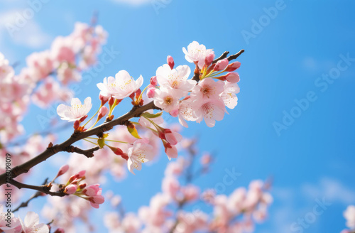 Close-up Sakura or Cherry blossom blooming in the spring season, Pink cherry blossom against the blue sky