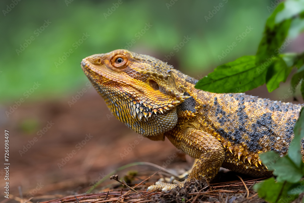 Exotic Bearded Dragon found in the wood, with beautiful skin pattern.