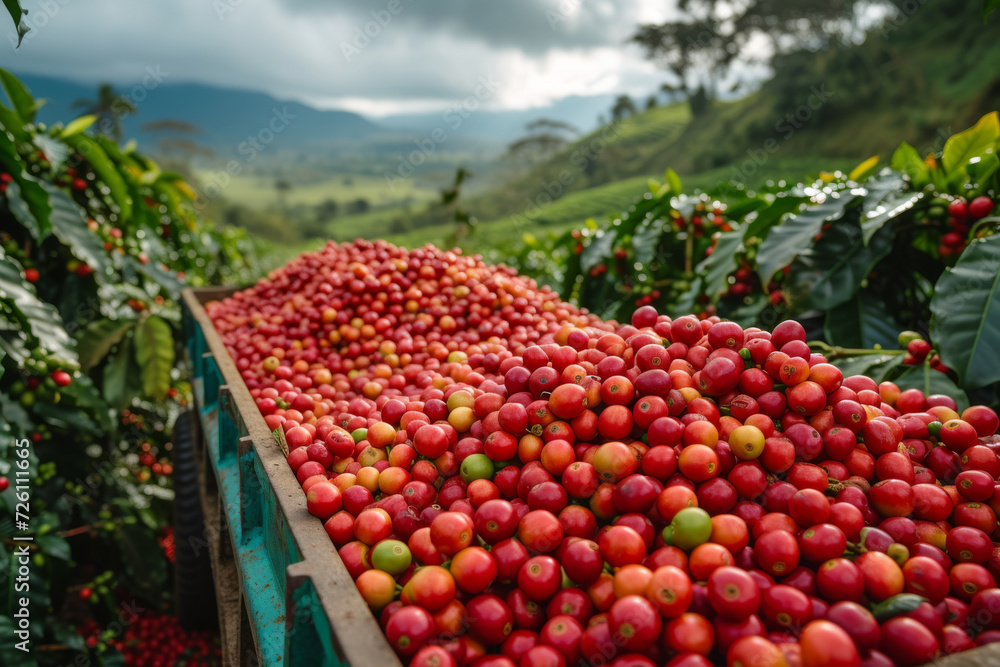 vibrant pile of red coffee cherries in a truck bed against a rural landscape, signifying the richness of agricultural harvest