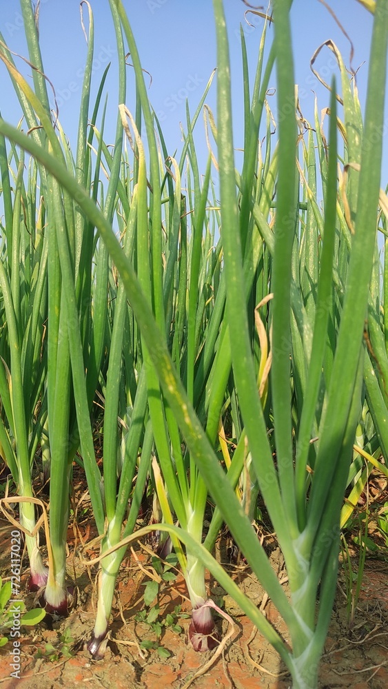 Obraz premium Beautiful onion plants on the farm.Green onions plant growing in the fiel