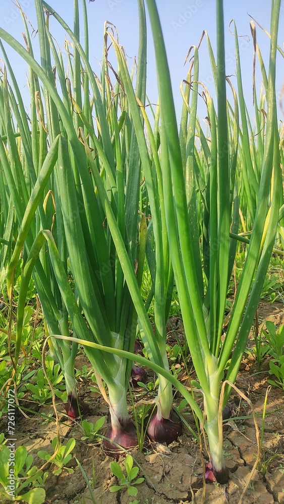 Beautiful onion plants on the farm.Green onions plant growing in the fiel Beautiful onion plants on the farm.Green onions plant growing in the fiel