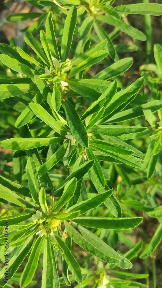 Fototapeta premium Close up of Fenugreek plants shrubs growing in winter season in India. Fresh green leafy vegetables grown in home kitchen garden to make curry sabzi in Asian Indian pakistani cuisines 