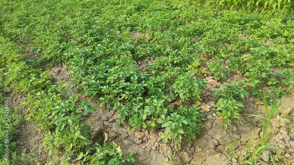 Coriander leaves in vegetables garden for health, food and agriculture concept design. Organic coriander leaves background. Coriander leaves in vegetables garden for health, food and agriculture concept design. Organic coriander leaves background.