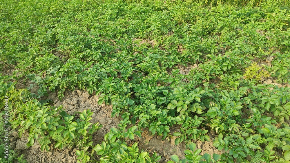 Coriander leaves in vegetables garden for health, food and agriculture concept design. Organic coriander leaves background. Coriander leaves in vegetables garden for health, food and agriculture concept design. Organic coriander leaves background.