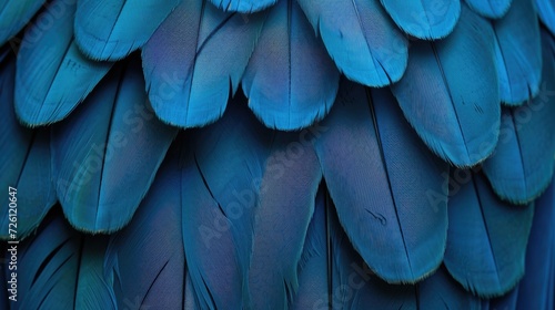blue hawk feathers with visible detail texture background