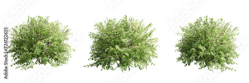 Tableau sur toile Cornus alba elegantissima isolate transparent background