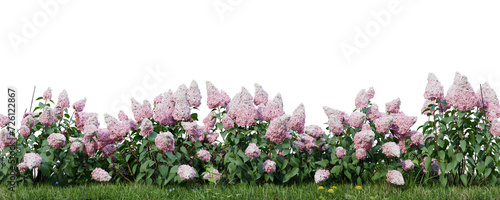 Photos Hydrangea paniculata isolate transparent background