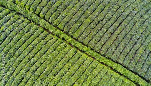 tea fields pattern