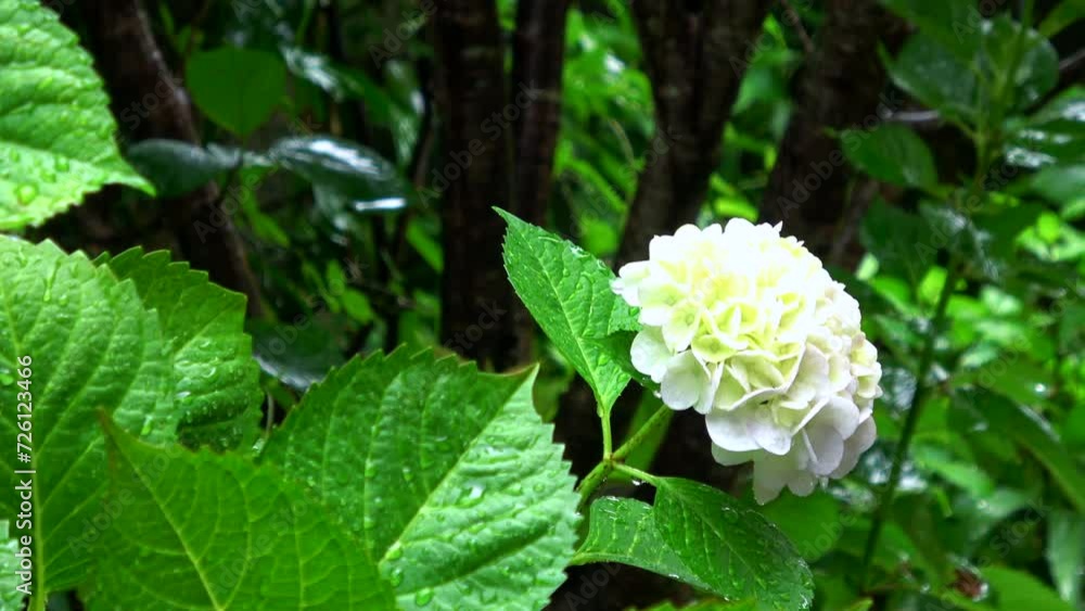 The white hydrangea flower with raining background in Japan. 4K The white hydrangea flower with raining background in Japan. 4K