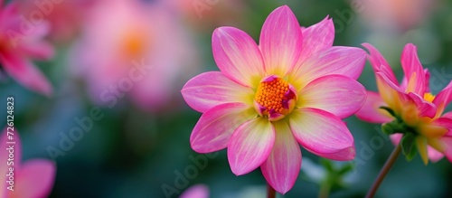 In bloom is the cactus dahlia 'polventon fireball', displaying bright pink and yellow colors.
