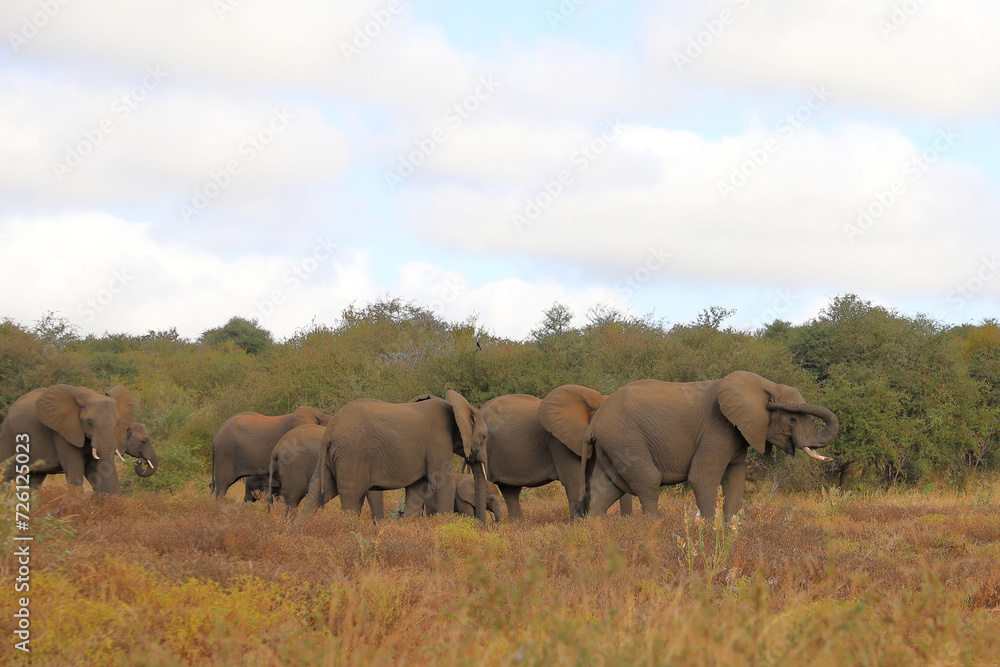 Obraz premium Afrikanischer Elefant / African elephant / Loxodonta africana