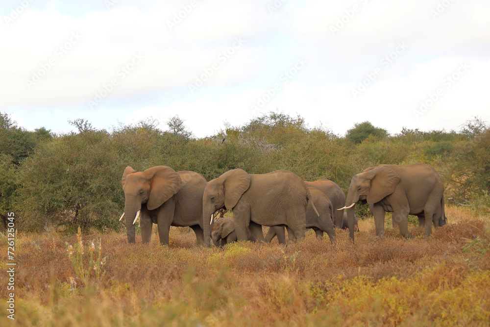 Fototapeta premium Afrikanischer Elefant / African elephant / Loxodonta africana