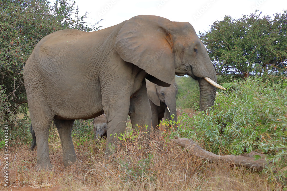 Afrikanischer Elefant / African elephant / Loxodonta africana Afrikanischer Elefant / African elephant / Loxodonta africana