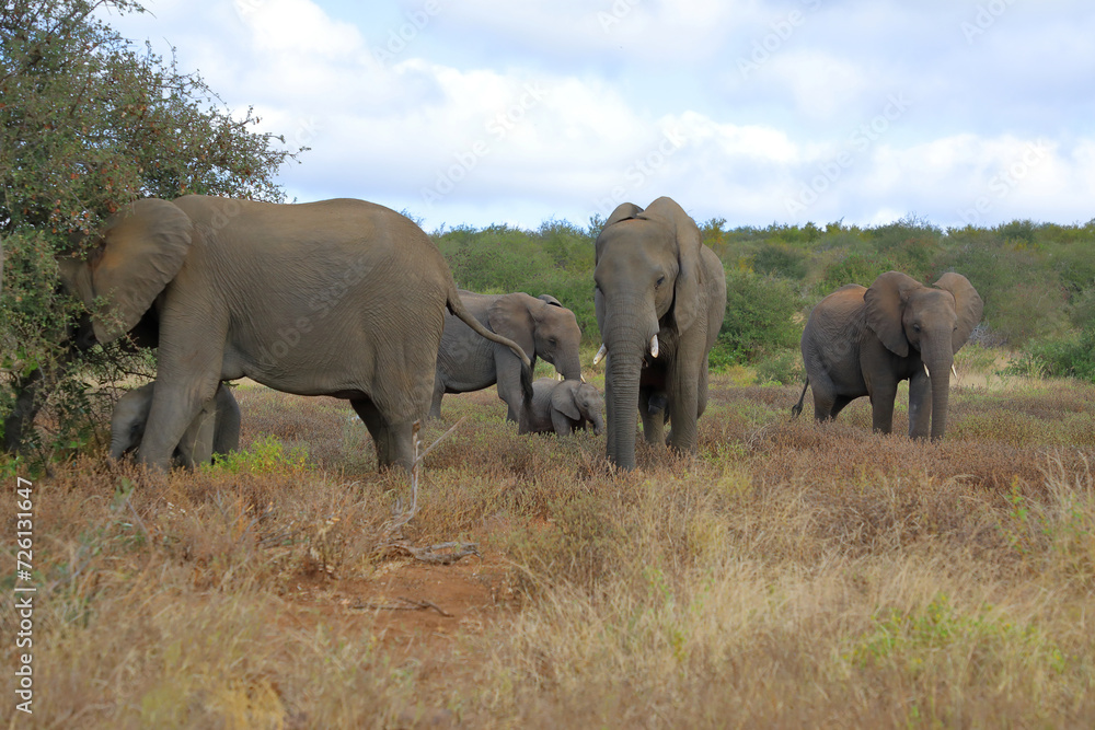 Afrikanischer Elefant / African elephant / Loxodonta africana Afrikanischer Elefant / African elephant / Loxodonta africana