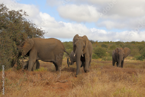 Afrikanischer Elefant   African elephant   Loxodonta africana