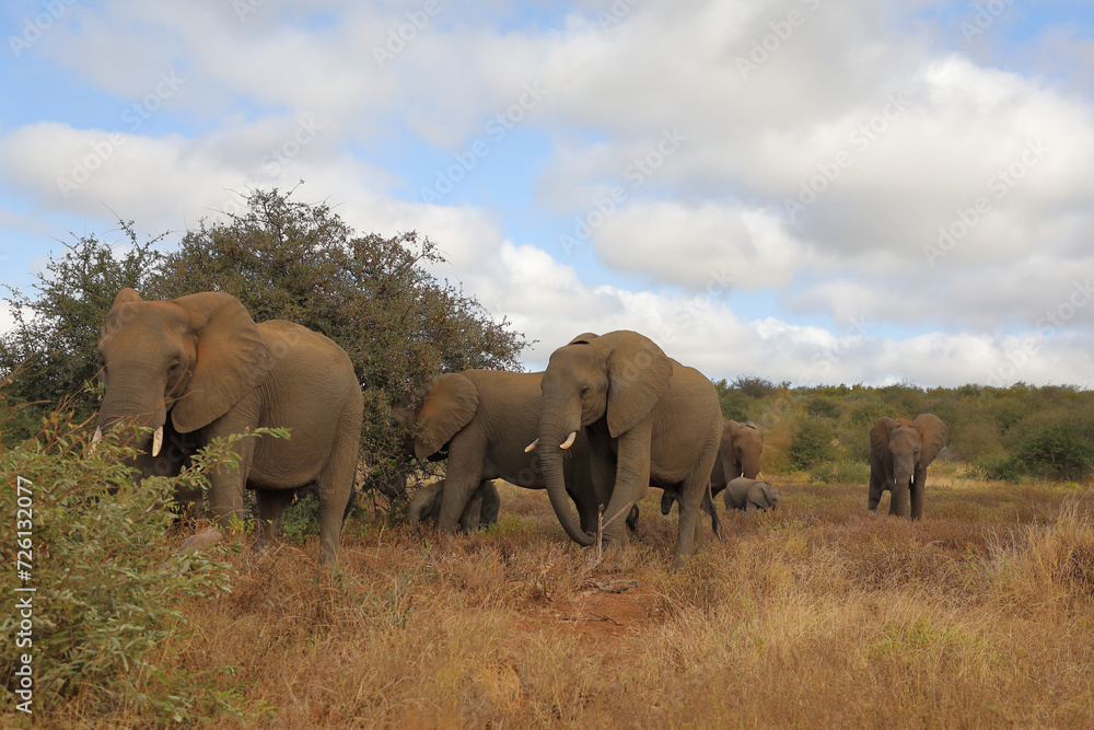 Fototapeta premium Afrikanischer Elefant / African elephant / Loxodonta africana