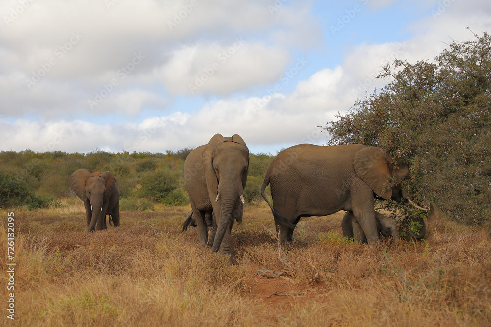 Fototapeta premium Afrikanischer Elefant / African elephant / Loxodonta africana