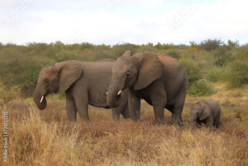 Afrikanischer Elefant   African elephant   Loxodonta africana