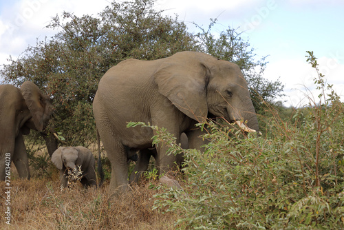 Afrikanischer Elefant   African elephant   Loxodonta africana