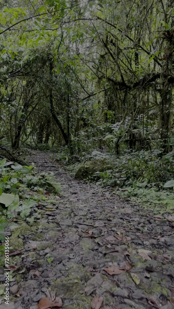 path in the forest Sukabumi, Indonesia path in the forest Sukabumi, Indonesia