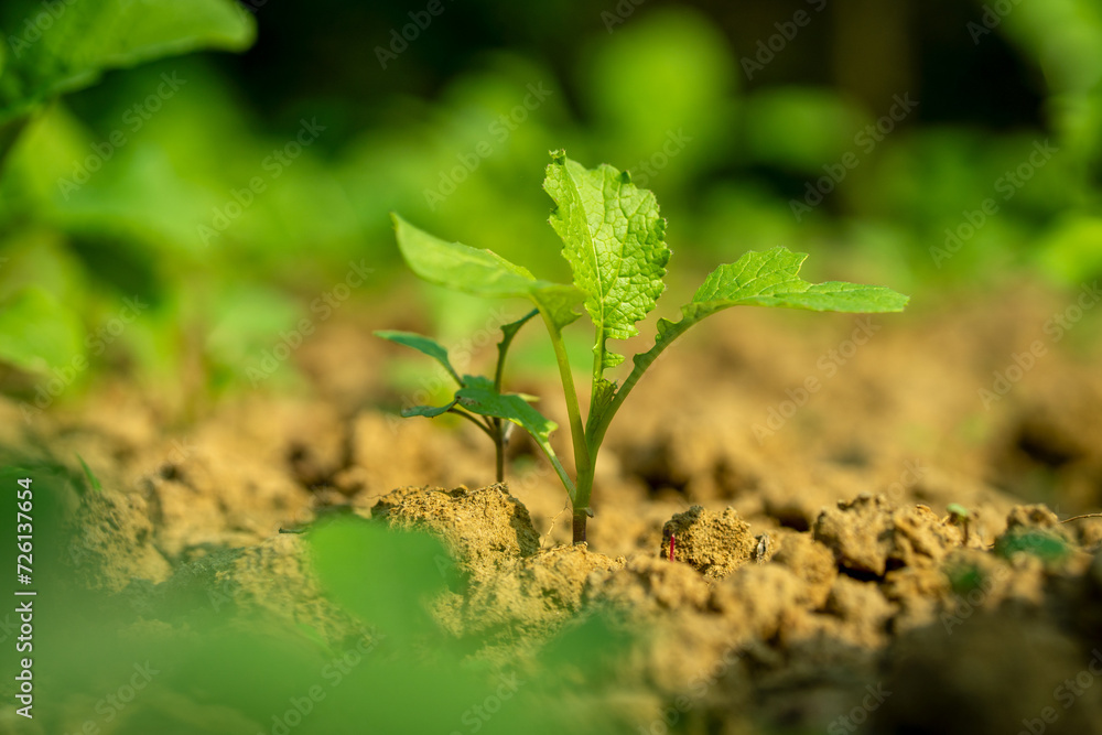 Small trees with morning sunlight, the concept of plant and plant growth. Small trees with morning sunlight, the concept of plant and plant growth.