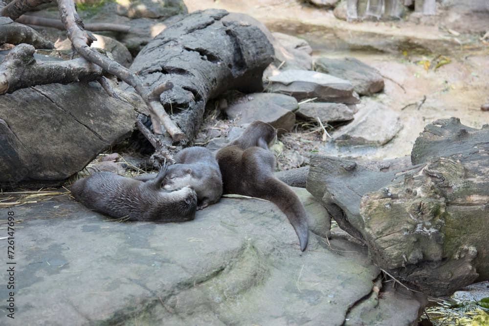 Fototapeta premium Asian small clawed otters are small, with short ears and noses, elongated bodies, long tails, and soft, dense fur.
