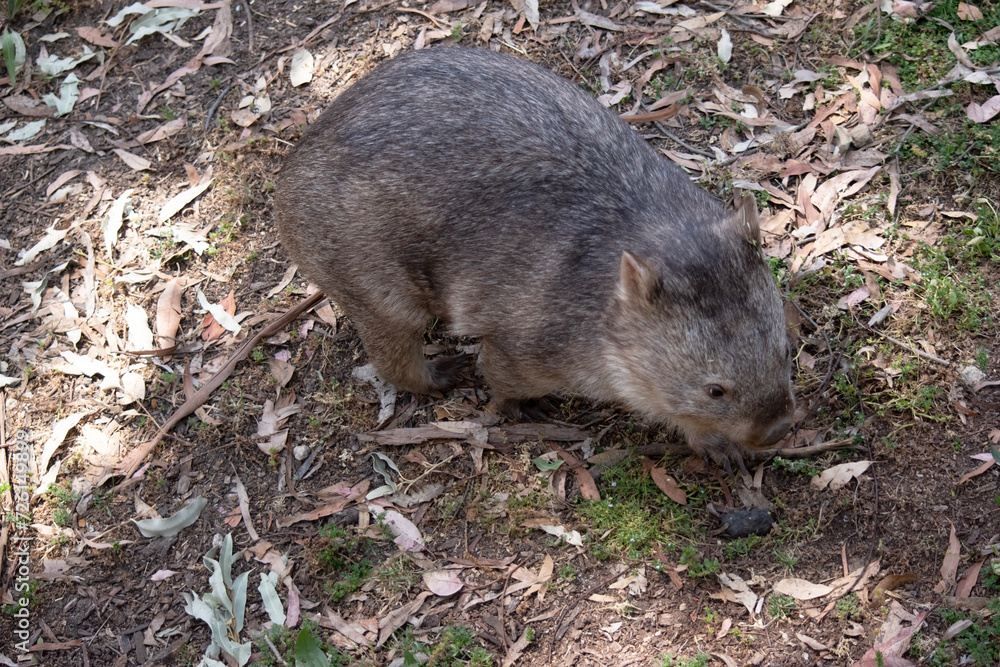 The Common Wombat has a large nose which is shiny black, much like that of a dog. The ears are relatively small, triangular, and slightly rounded. The Common Wombat has a large nose which is shiny black, much like that of a dog. The ears are relatively small, triangular, and slightly rounded.