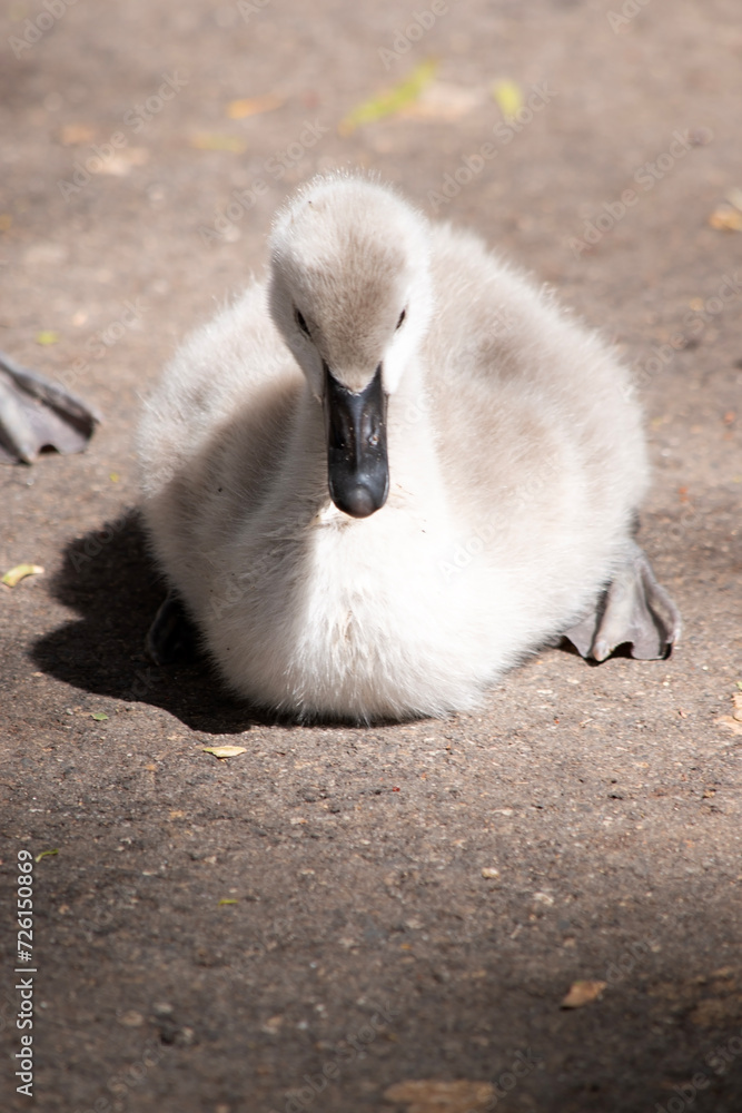 Cygnets are grey when they hatch with black beaks and gradually turn brown over the first six months at which time they learn to fly. the swan is black with a red beak Cygnets are grey when they hatch with black beaks and gradually turn brown over the first six months at which time they learn to fly. the swan is black with a red beak