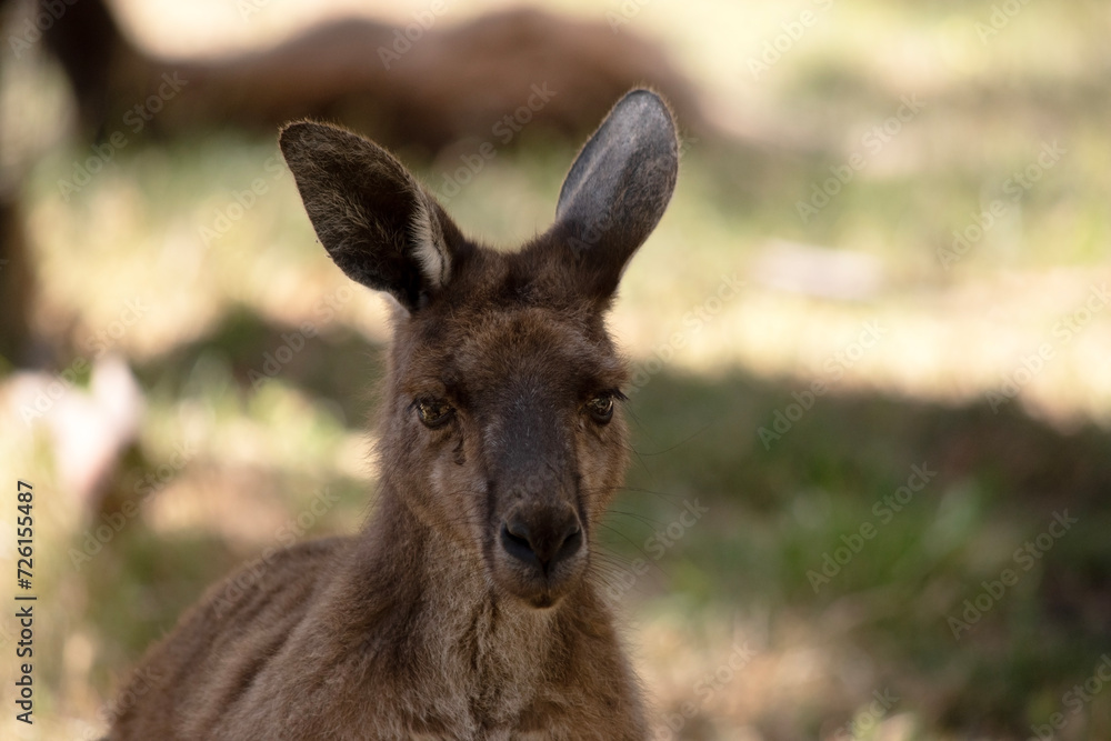 the Kangaroo-Island Kangaroo has a brown body with a white under belly. They also have black feet and paws the Kangaroo-Island Kangaroo has a brown body with a white under belly. They also have black feet and paws