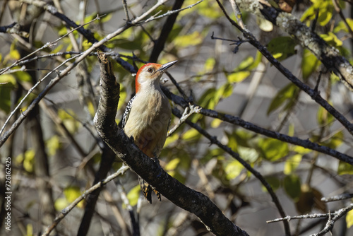 The red-belied woodpecker (Melanerpes carolinus)