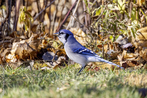 The Blue jay (Cyanocitta cristata)  © Denny