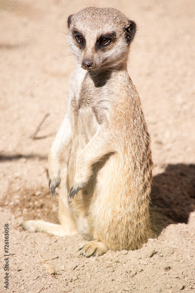 Meerkats have dark patches around their eyes to protect their eyes from the sun, as well as a dark tip on their tail. Meerkats have dark patches around their eyes to protect their eyes from the sun, as well as a dark tip on their tail.