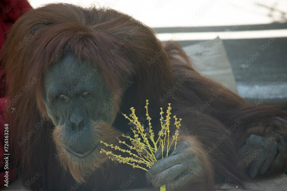 Obraz premium Orangutans are the largest arboreal mammal, spending most of their time in trees. Long, powerful arms and grasping hands and feet allow them to move through the branches.