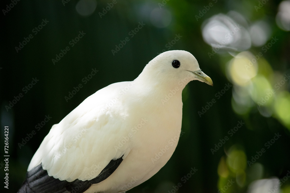 the pied Torresian Imperial Pigeon is all white with black wing tips the pied Torresian Imperial Pigeon is all white with black wing tips