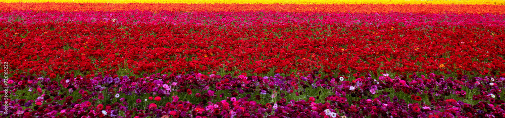 Bands of various colors in field of ranunculus flowers in southern California United States