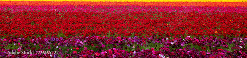 Bands of various colors in field of ranunculus flowers in southern California United States