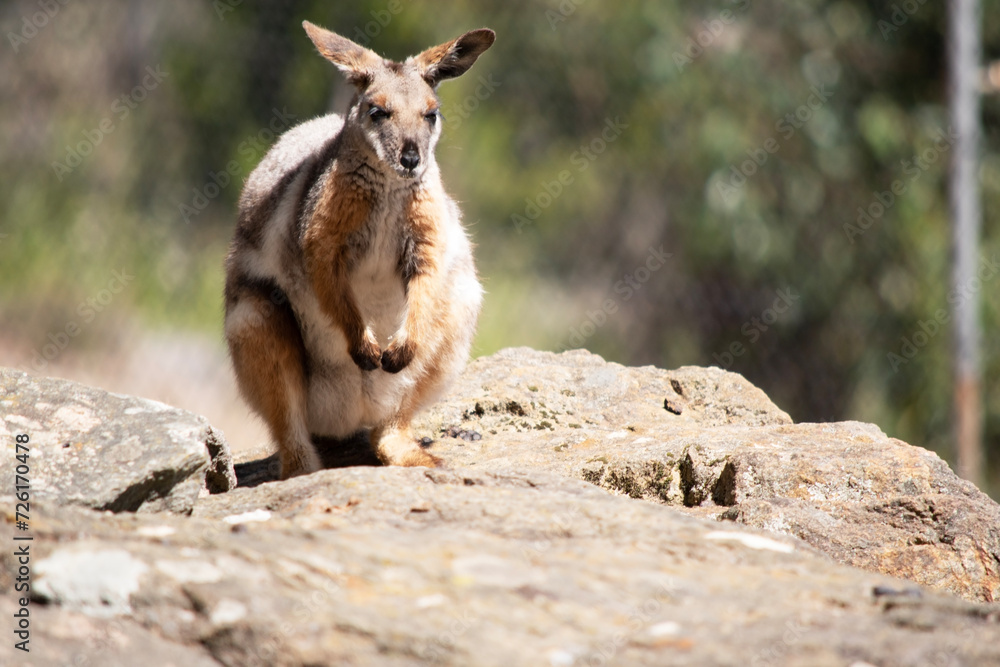 The Yellow-footed Rock-wallaby is brightly coloured with a white cheek stripe and orange ears. It is fawn-grey above with a white side-stripe, and a brown and white hip-stripe. The Yellow-footed Rock-wallaby is brightly coloured with a white cheek stripe and orange ears. It is fawn-grey above with a white side-stripe, and a brown and white hip-stripe.