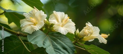 Pulutan is a Malvaceae plant, related to gandapura, cotton, hibiscus, waru, sidaguri, and cemplak, with a strong unpleasant odor. photo