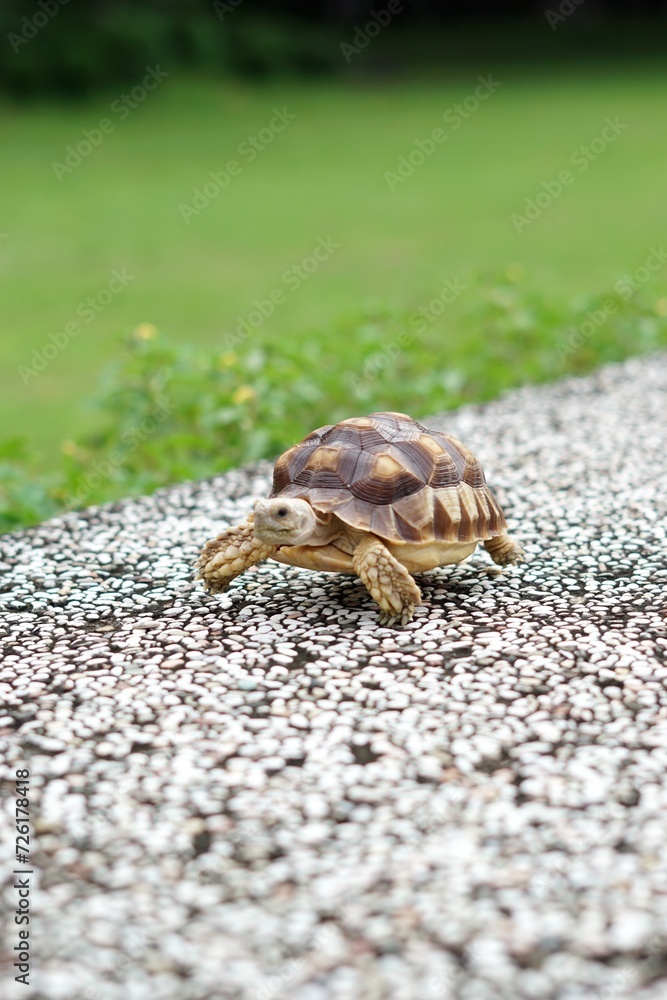 Tortoise in a garden. World Animal Day.